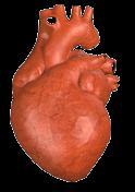 1. 临床基础不同类型心衰临床表现及治疗原则 ( 四 ) 心力衰竭 2.