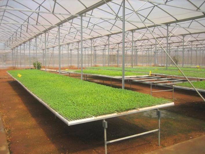 Seedling Nursery 安哥拉 :ASTC 和温室项目 TERRA-VERDE