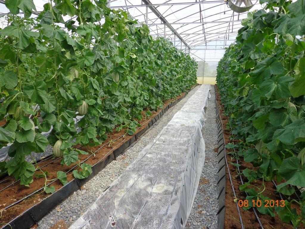 越南 : 温室项目 Nghe-An Vietnam: Greenhouses Project- Nghe-An
