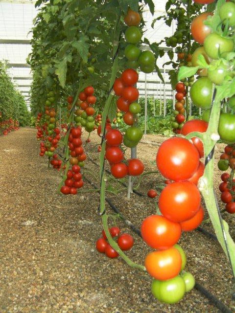 600 Ha Cherry Tomatoes Greenhouses