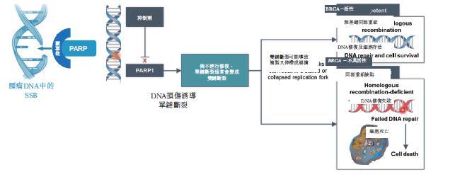 图 3:PARP 及 BRCA 在 DNA 修复中的作用 2.