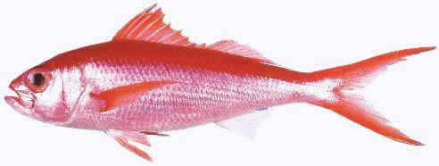 fish: Snapper Emperor
