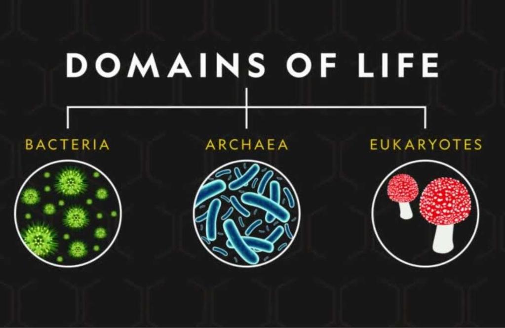 地球生命的三域系統 地球生命的三域系統 細菌 (