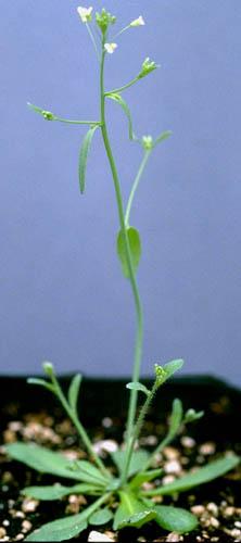 第一节 模式生物体 5 Model plants( 模式植物 ) Arabidopsis thaliana ( 拟南芥 ): Flowering model plant