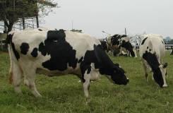 牛乳的關係, 因此豢養較多的乳牛 初鹿牧場的乳牛為荷蘭種乳牛,( 如圖 2-1 圖 2-2), 其外貌主要特徵, 便是那黑白相間的色塊, 而且每隻乳牛的黑色色塊分布都不一樣, 其主要食用盤古拉草及中央山脈地下泉水, 荷蘭乳牛為溫帶動物, 因台東位屬亞熱帶氣候, 天氣濕熱, 不宜放牧, 因天氣過熱會影響乳量分泌, 所以冬天牛乳產量大, 夏天牛乳產量小, 因此初鹿牧場的乳牛大部分的時間都關在牛舍裡,