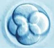 的胚胎稱為 卵裂期胚胎,