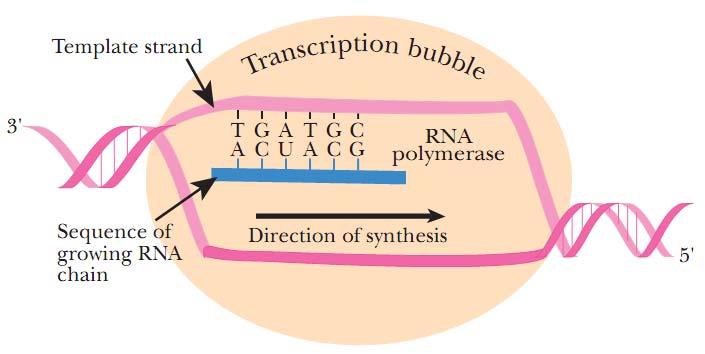14 转录延伸 转录延伸 :RNA 聚合酶离开启动子后, 核心酶 ( 部分的
