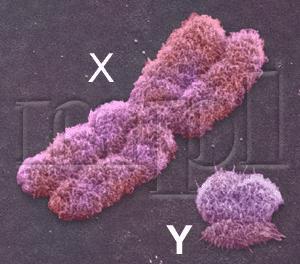 染色體即位於細胞核內