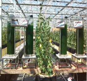 Microalgae for Green Agriculture--Algae Species Screening Isolation