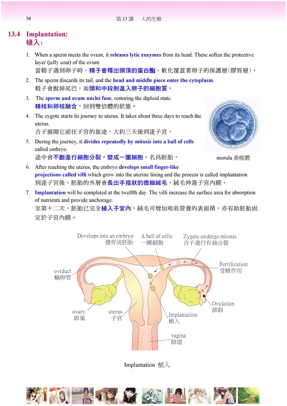 精 子 會 脫 掉 尾 巴, 而 頭 和 中 段 則 進 入 卵 子 的 細 胞 質, 3. The sperm and ovum nuclei fuse, restoring the diploid state. 精 核 和 卵 核 融 合, 回 到 雙 倍 體 的 狀 態 4. The zygote starts its journey to uterus.