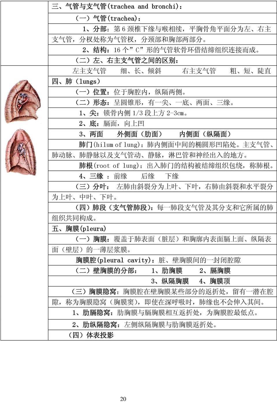外 侧 面 ( 肋 面 ) 内 侧 面 ( 纵 隔 面 ) 肺 门 (hilum of lung): 肺 内 侧 面 中 间 的 椭 圆 形 凹 陷 处 主 支 气 管 肺 动 脉 肺 静 脉 以 及 支 气 管 动 静 脉, 淋 巴 管 和 神 经 出 入 的 地 方 肺 根 (root of lung): 出 入 肺 门 的 结 构 被 结 缔 组 织 包 绕, 称 肺 根 4 三 缘 :