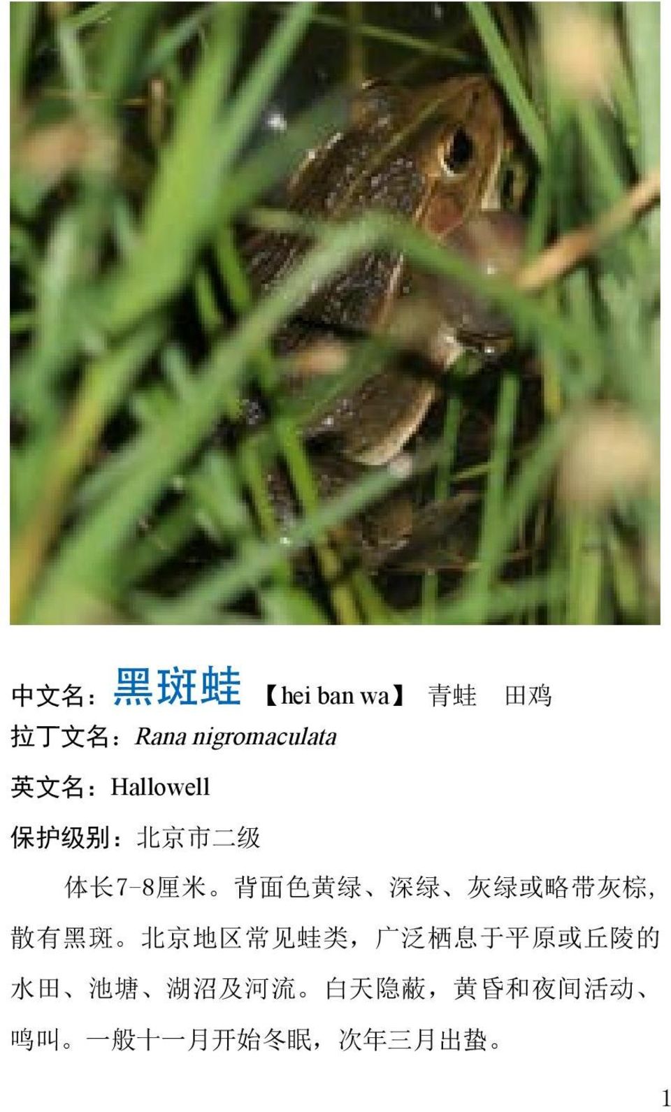 略 带 灰 棕, 散 有 黑 斑 北 京 地 区 常 见 蛙 类, 广 泛 栖 息 于 平 原 或 丘 陵 的 水 田 池 塘 湖
