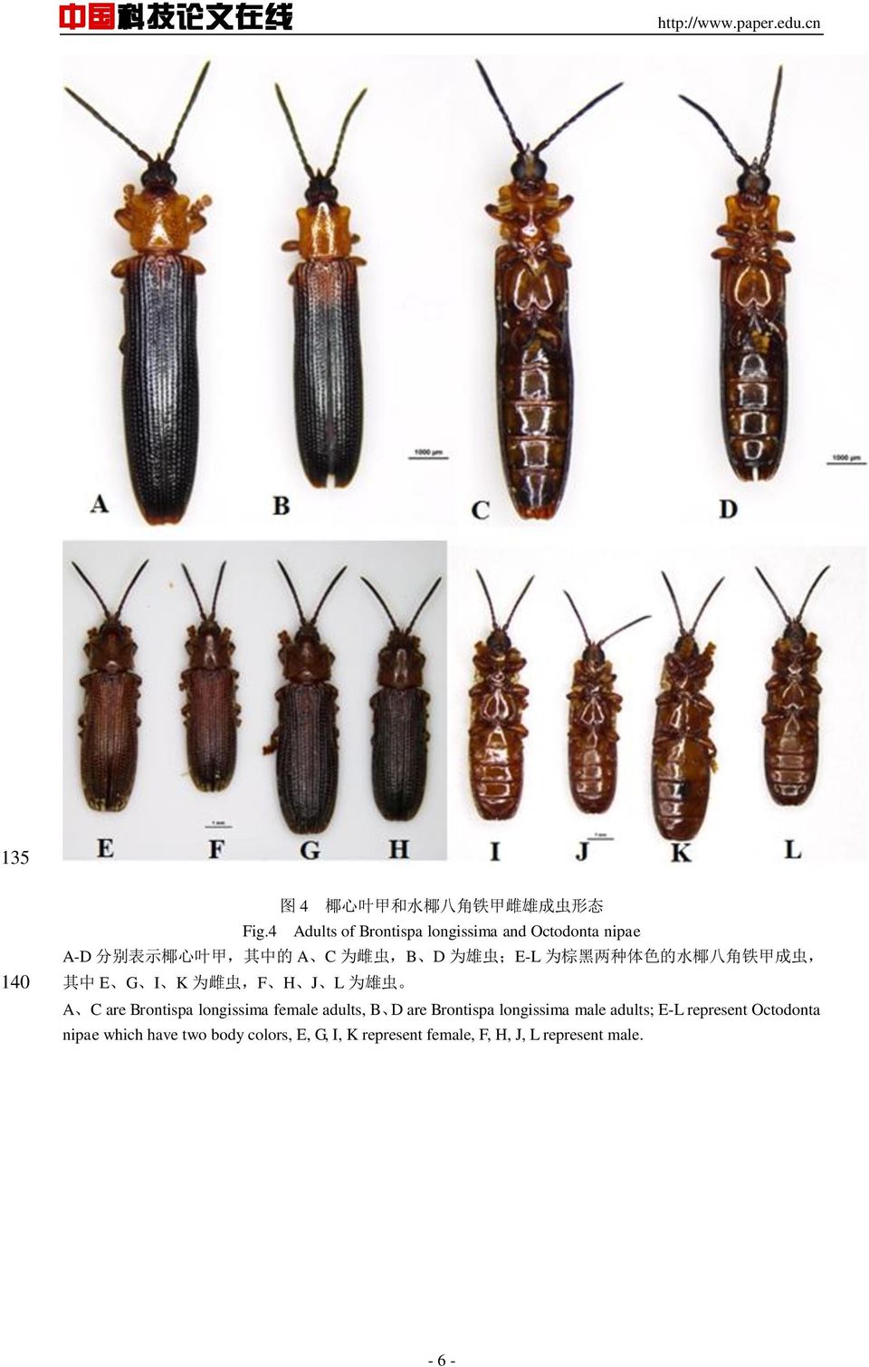 棕 黑 两 种 体 色 的 水 椰 八 角 铁 甲 成 虫, 其 中 E G I K 为 雌 虫,F H J L 为 雄 虫 A C are Brontispa longissima female adults,