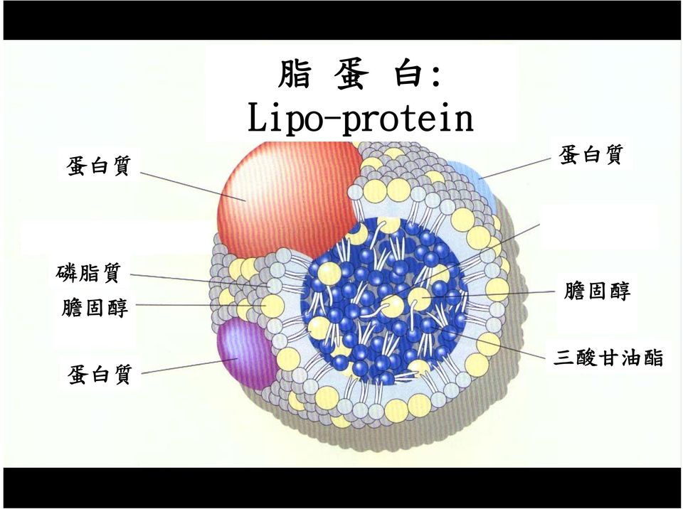 質 蛋 白 質 磷 脂 質 膽