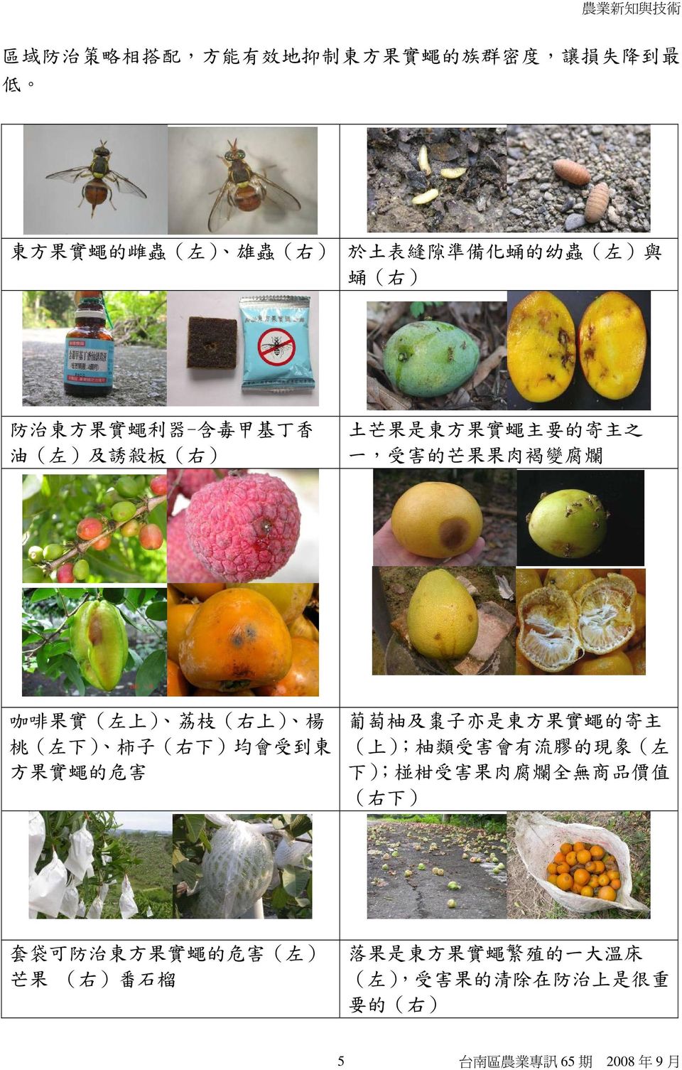 楊 桃 ( 左 下 ) 柿 子 ( 右 下 ) 均 會 受 到 東 方 果 實 蠅 的 危 害 葡 萄 柚 及 棗 子 亦 是 東 方 果 實 蠅 的 寄 主 ( 上 ); 柚 類 受 害 會 有 流 膠 的 現 象 ( 左 下 ); 椪 柑 受 害 果 肉 腐 爛 全 無