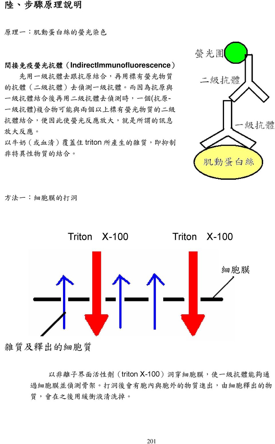謂 的 訊 息 放 大 反 應 以 牛 奶 ( 或 血 清 ) 覆 蓋 住 triton 所 產 生 的 雜 質, 即 抑 制 非 特 異 性 物 質 的 結 合 方 法 一 : 細 胞 膜 的 打 洞 Triton X-100 Triton X-100 細 胞 膜 雜 質 及 釋 出 的 細 胞 質