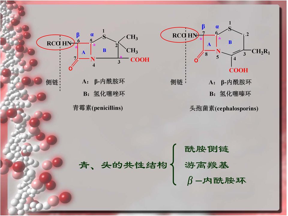N COOH 侧 链 A: β- 内 酰 胺 环 B: 氢 化 噻 嗪 环 头 孢 菌 素 (cephalosporins) α