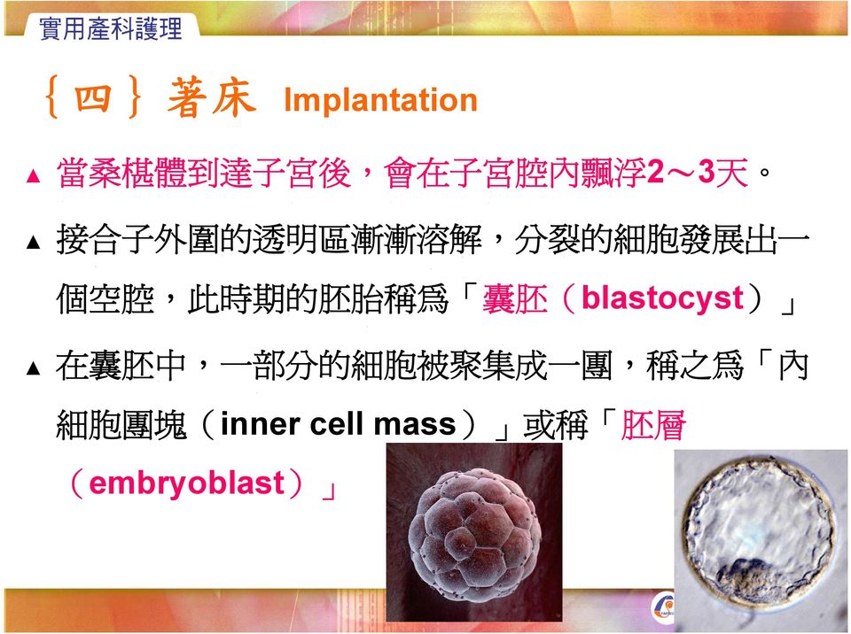 時 期 的 胚 胎 稱 為 囊 胚 (blastocyst) 在 囊 胚 中, 一 部 分 的 細 胞 被 聚 集 成