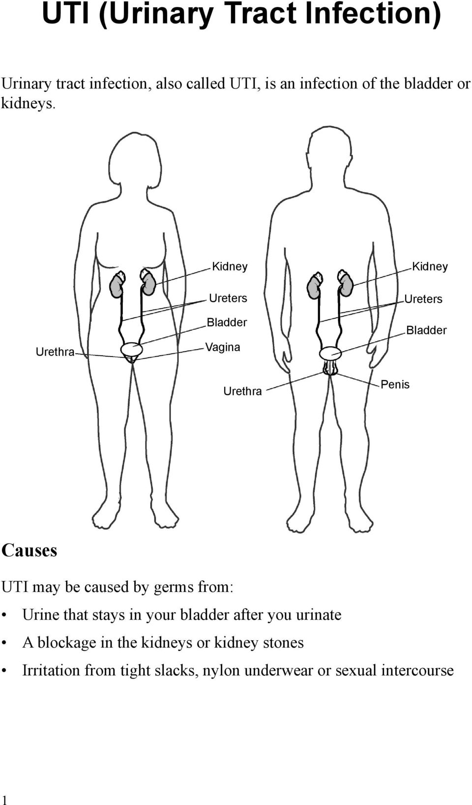 Urethra Kidney Ureters Bladder Vagina Kidney Ureters Bladder Urethra Penis Causes UTI may be