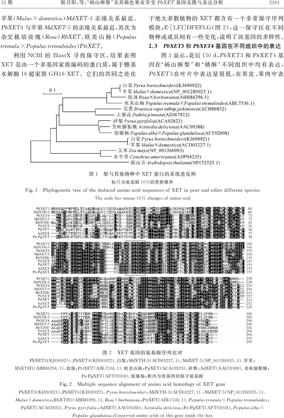说明了该基因的多样性' B6 D!1345D 和 1345E 基因在不同组织中的表达 图 % 显示!花后 #"C!!"#$%% 和!"#$%$ 基 因在(砀 山 酥 梨 )和 (锈 酥 )不 同 组 织 中 均 有 表 达!!"#$%%在 叶 片 中 表 达 量 很 低!在 果 皮 果 肉 中 表 图 #! 梨与其他物种中 [6X 蛋白的系统进化树 标尺为氨基酸 #"c 的置换概率 \ #!