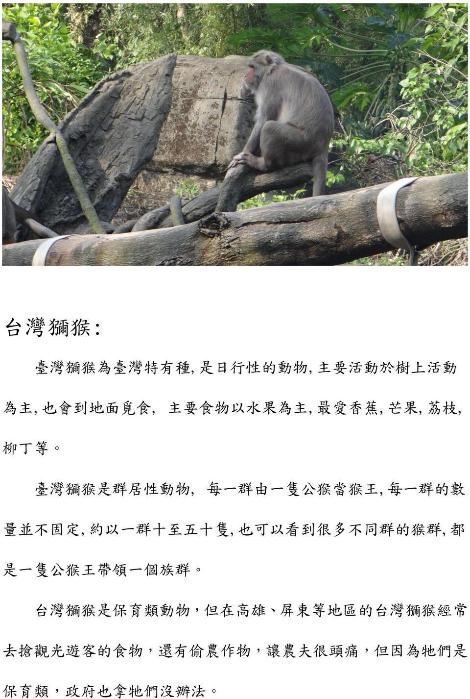 群 十 至 五 十 隻, 也 可 以 看 到 很 多 不 同 群 的 猴 群, 都 是 一 隻 公 猴 王 帶 領 一 個 族 群 台 灣 獼 猴 是 保 育 類 動 物, 但 在 高 雄 屏 東