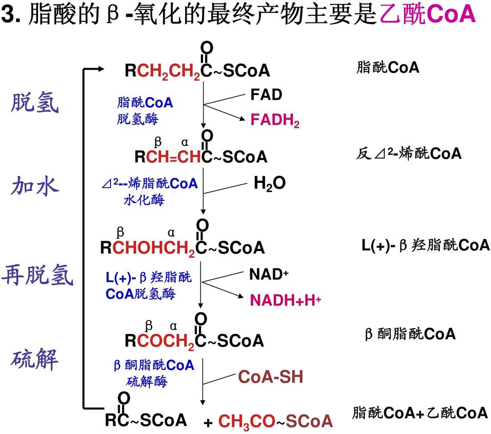 CoA 硫 解 酶 α β RCHH C~SCoA H 2 NAD + NADH+H + RCCH α β 2 C~SCoA RC~SCoA CoA-SH +