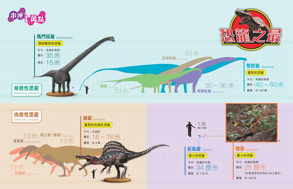 鯊齒龍 Carcharodontosaurus 13米 年代 白堊紀 16 ~ 18米 W 體重 約 8 噸 近鳥龍 13米 巨獸龍 Giganotosaurus 40 ~ 60米 棘龍 Spinosaurus Carnivorous