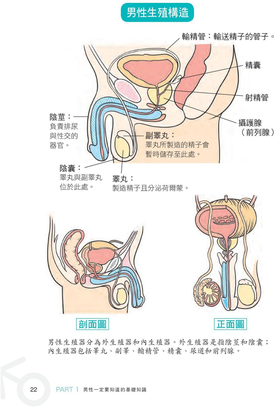 睪 丸 : 攝 護 腺 ( 前 列 腺 ) 剖 面 圖 正 面