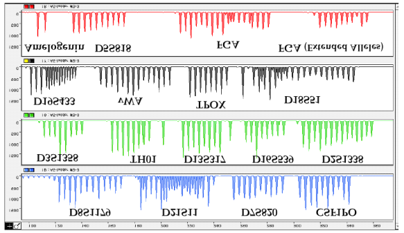 各种生物检材 DNA 提取 STR 基因座 D21S11 FGA vwa TH01 D3S1358 D8S1179 D18S51 D16S539 TPOX CSF1PO D13S317 D7S820 D5S818