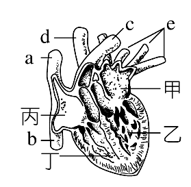 D. 血液循環 ( )1. 含螢光色素的藥物, 由大腿靜脈注入, 最先測到螢光反應的血管為何? (A) 肝門靜脈 (B) 肺靜脈 (C) 肺動脈 (D) 上腔靜脈 ( )2. 右圖為心臟及血管的示意圖, 下列敘述何者正確? (A) 圖示可能是爬蟲類的心臟 (B)a b c 血管內為充氧血 (C) 心室收縮時,c d 血壓升高 (D) 心房收縮時, 丙和丁之間的瓣膜關閉 ( )3.