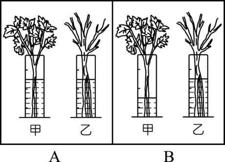(A) 氣體進出 (B) 運輸水分和養分 (C) 保護 防水 (D) 光合作用 27. 小傑將芹菜分成兩株, 放在裝有紅墨水的量筒中, 右圖 A 是實驗的裝置 圖 B 是實驗 的結果, 根據此圖判斷水分主要是由植物的何處離開? 此現象稱為什麼作用? 氣孔 光合作用 (B) 氣孔 呼吸作用 (C) 氣孔 蒸散作用 (D) 葉片邊緣 蒸散作用 28. 腻部所需氧氣及養分其循環路徑為何?