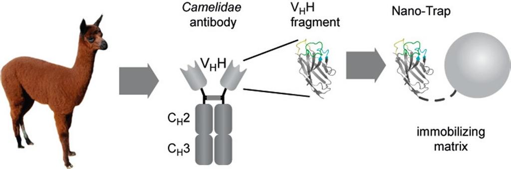(Camelidae) 在產生抗體的過程很特殊, 只會產生 heavy chain 的抗體, 不會有 light chain 的部分, 所以由駱駝生產的抗體稱為 hcabs,hcabs 的抗原決定位則稱為 single variable domain (VHH) Chromotek
