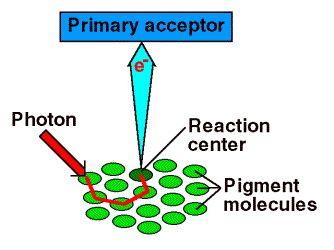 悬浮分布于基质中的是一些膜系统, 它们是一系列排列整齐的扁平囊状结构称之为类囊体 部分类囊体相互垛叠在一起像一摞硬币, 称为基粒 叶绿体中的光合色素有规律的组成许多特殊的功能单位 一个光系统包括