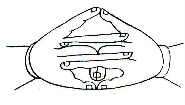 thẳng Đàn Tuệ (2 ngón út) Thiền Trí (2 ngón cái) hợp nhau.