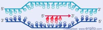 大肠杆菌 RNA 聚合酶的活性一般为每秒 50-90 个核苷酸 随着 RNA 聚合酶的移动,DNA