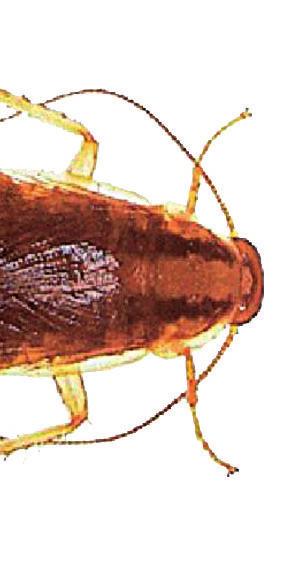 蟑螂 德国小蠊是最常见的蟑螂品种 它呈红棕色, 成虫长约 2.