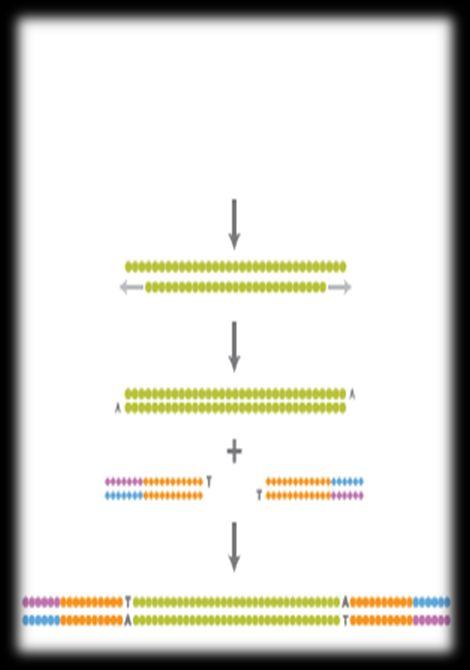 文库构建流程 片段化 DNA