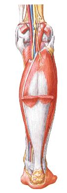 Muscles of leg 小腿肌 Anterior group 1. Tibialis anterior 胫骨前肌 2. Extensor digitorum 趾长伸肌 3. Extensor hallucis longus 踇长伸肌 Lateral group 8 1. Peroneus longus 腓骨长肌 2.