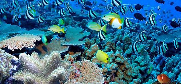 潜水 Diving 潜水环境 摄影 : 毛线丁丁猫 热浪群岛被马来西亚政府列为海洋公园保护区, 禁止任何人在 23 海里水域内捕鱼及取走海底珊瑚贝类等生物, 但潜水及海底摄影都是被鼓励的 热浪岛是世界上最好的珊瑚礁景点之一, 这里的海底生长着 500 余种色彩缤纷绮丽的珊瑚礁, 超过 1000 种双壳类生物和 3000 种鱼类品种 珊瑚礁在岛屿周围的浅水区以及深层区分布众多 它们五彩斑斓,