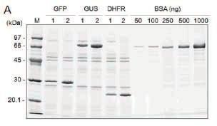 八无细胞蛋白表达系WEPO7240/7240H/7240G Expression Kit 真核无细胞体外大规模蛋白表达优化试剂盒 产品包装 试剂盒组成 自备试剂特异性引物 统实验例 WEPO1240 和 WEPO7240 试剂盒表达多种蛋白, 亲和法纯化后, 上样 1 µl,sds-page 电泳结果 如图所示,WE- PO7240 试剂盒的表达蛋白纯化后得率是 WEPO1240 的两倍左右