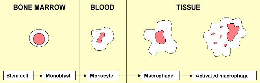 Mononuclear phagocytes Execute their defense function primarily by phagocytosis 成单核细胞 22 Hepatic macrophages: Kupffer cells