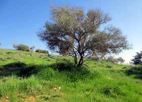 文本框7 以色列通过私有化和经济刺激 恢复土地50 以色列的北内盖夫处于干旱和半干旱气候的交界 处 由于土壤质量好 利用该地区种植雨养农田作 物 进行牧业和农林复合已有数千年的历史 然 而 拜占庭帝国灭亡之后的多年忽视和动荡已经造 成生态系统和农田的严重退化 传统的土地使用 权和所有权在以色列建国时遭到破坏 土地转变为 公共牧场 集约化农业或林业 留下大片所有权有 争议的土地