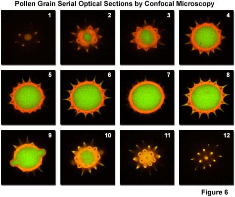 Advantage of Confocal Microscopy (1) Optical sectioning Produce thin (~0.