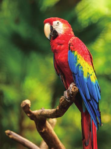 中美洲 地球生態驚奇寶庫 TROCHILIDAE 蜂鳥雲霧森林國家公園
