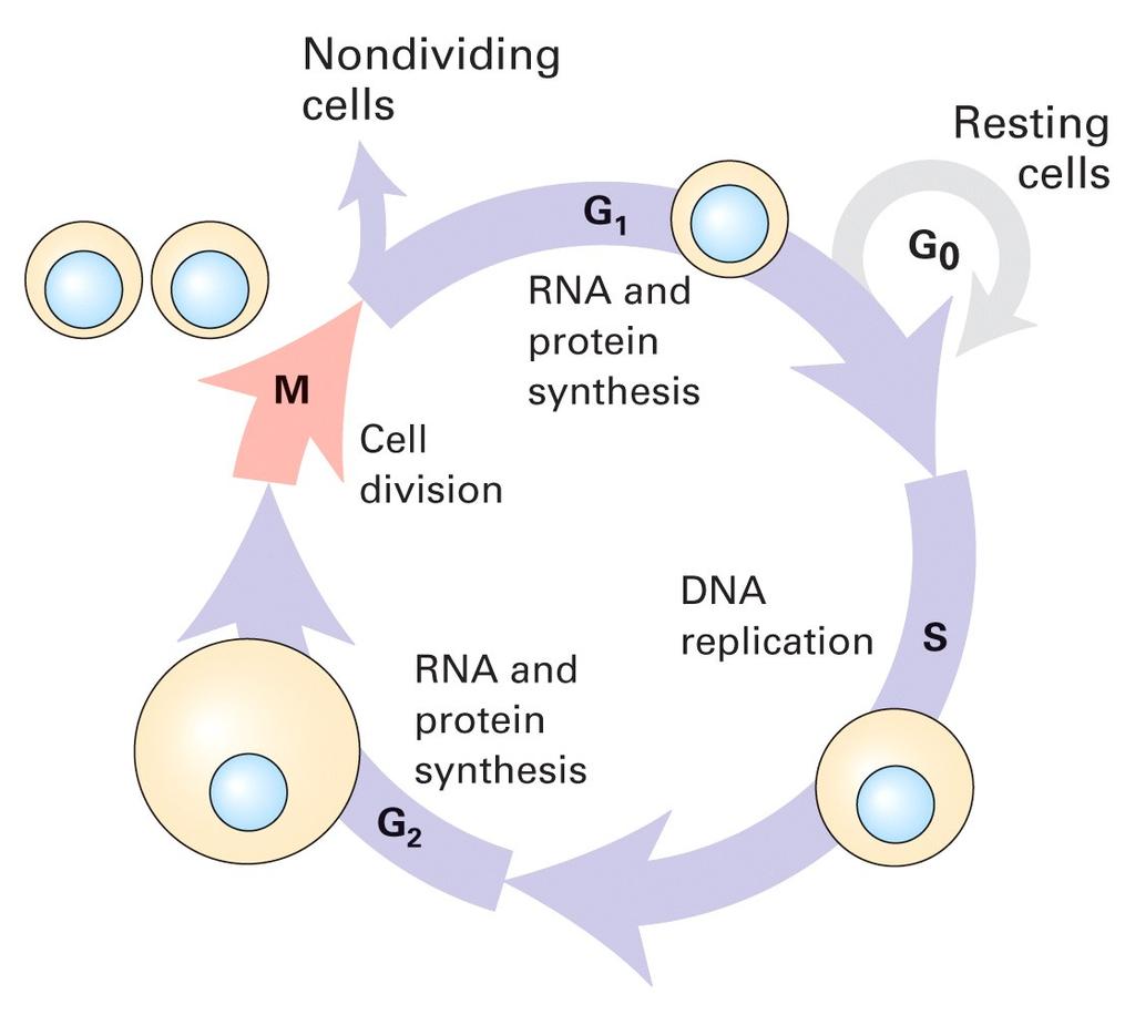 Cells grow and divide Cell cycle, mitosis; a parent cell into two daughter cell The eukaryotic cell cycle had four stages: S: synthesis phase M: mitotic phase, replicated chromosomes separate G1 and