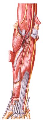 Muscles of forearm 前臂肌 They consist of anterior and posterior groups. The anterior groups can be divided into four layers: The superficial layer: 1. Brachioradialis 肱桡肌 2. Pronator teres 旋前圆肌 3.