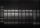 西红柿叶片得到的总 RNA M-RiboRuler High Range RNA Ladder 1-Thermo Scientific;2-5 其他供应商 使用 GeneJET RNA Purification Kit
