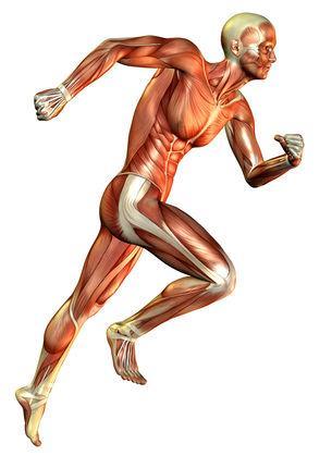 特殊性原則 肌肉 跑步所產生的動作,