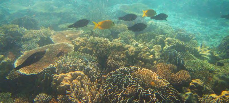 美人鱼岛 Mantanani 摄影 :ally 摄影 :phoenixy 美人鱼岛又称曼达那尼岛, 由大小美人鱼岛 Lungisan 岛组成, 这里拥有大片原生态的珊瑚群, 还发现了许多品种的魔鬼鱼 海马 贵族虾