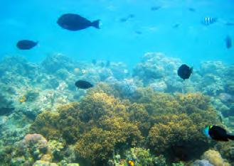 net/dujia/ 潜水度假 摄影 : 优的良士 图片来自磨房 环滩岛远离海岸线, 因为开发得晚, 环境多处于原始自然状态, 有极好的海水能见度 繁茂美丽的珊瑚和丰富的海洋生物,